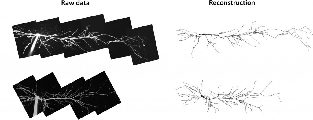 Losavio et al. Live Neuron Morphology Automatically Reconstructed From Multiphoton and Confocal Imaging Data. J Neurophysio, 2008, 100:2422-9.